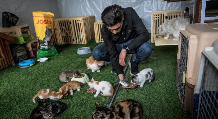 Macskamenhely Gázában