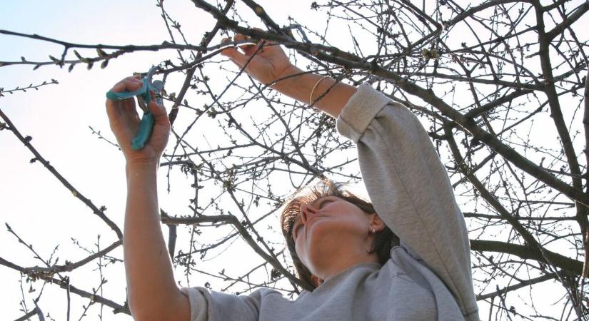 Hogyan érdemes metszeni a meggyfát, hogy bőséges termés legyen rajta? Mutatjuk!