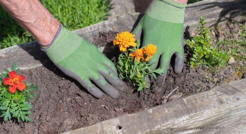 Ez durva! Ezek a növények helyetted dolgoznak a kertedben!