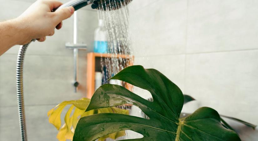 A télen álló szobanövények gyorsabban regenerálódnak tavasszal egy egyszerű trükkel