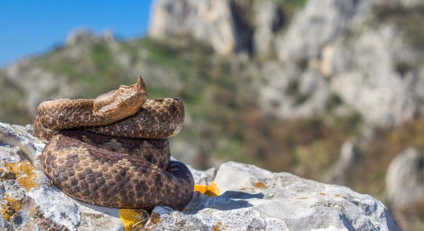 Rengeteg vipera jelent meg ezen a horvátországi szakaszon: így ismerheted fel a legveszélyesebb kígyót