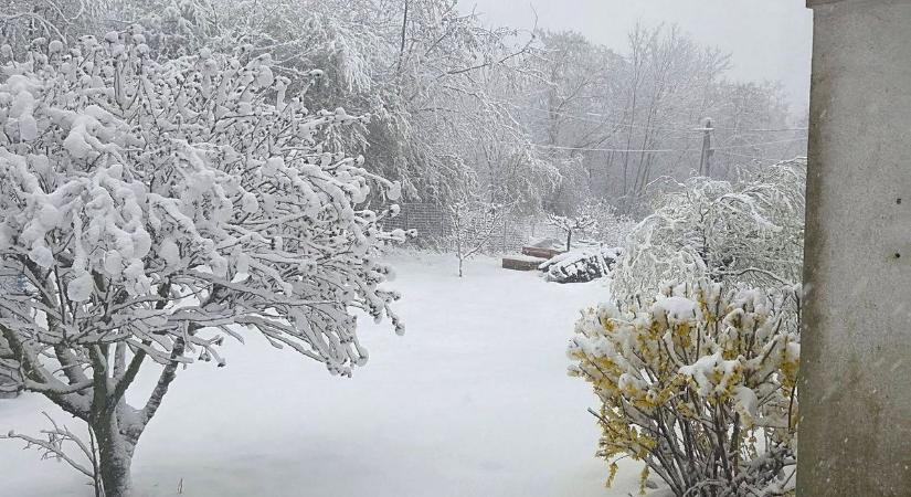 Havas reggel Brennbergbányán: Kidőlt fa nehezíti a közlekedést - fotók