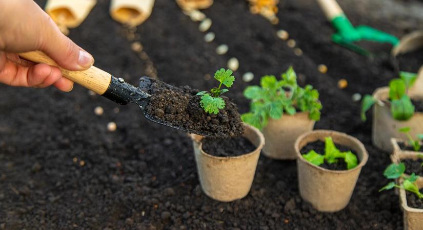 Tavaszi rajt a kertben