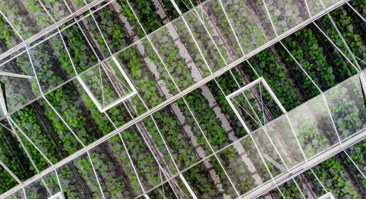 Az üvegházak is felkerültek a brit földhasználati térképre