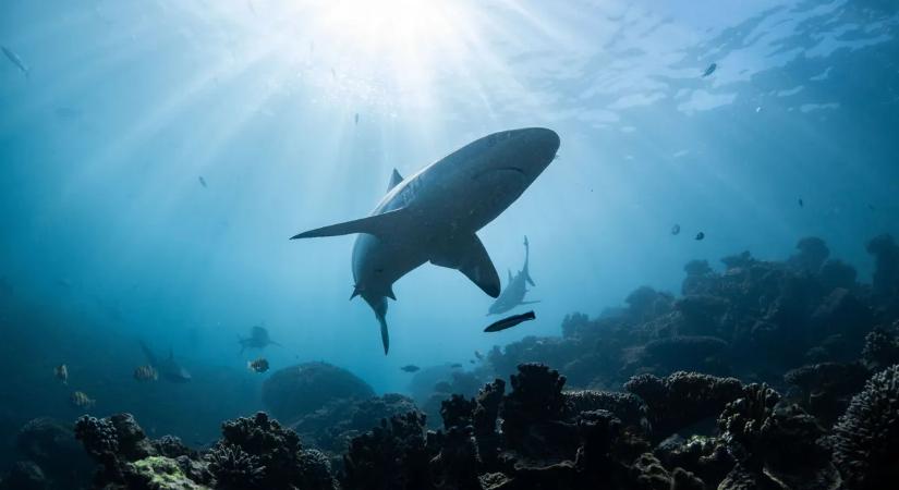 A tudósokat is sokkolta a felfedezés: pozitív lett a nyíltvízi cápák drogtesztje