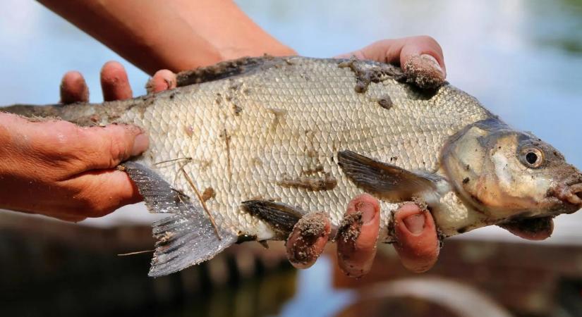 Belépés a horgászat világába: módszerek és technikák