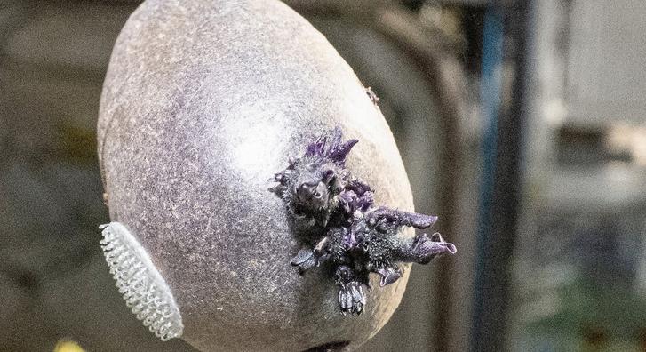 „Azonnal pusztítsátok el” – kiakadtak az internetezők a Nemzetközi Űrállomáson növésnek induló tárgytól