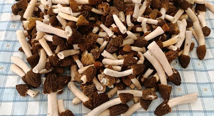 Megjelent a kucsmagomba! A pécsi vásárcsarnokba is jutott az egyik legkorábbi vadon termő gombából