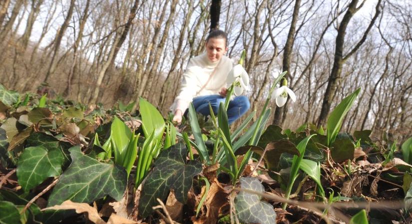 Álmodozás helyett a túraútvonalakat kellene inkább rendbe tenni a Mecseken