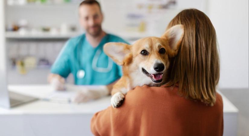 Állatorvosi segítség perceken belül, ebben segít egy új magyar app