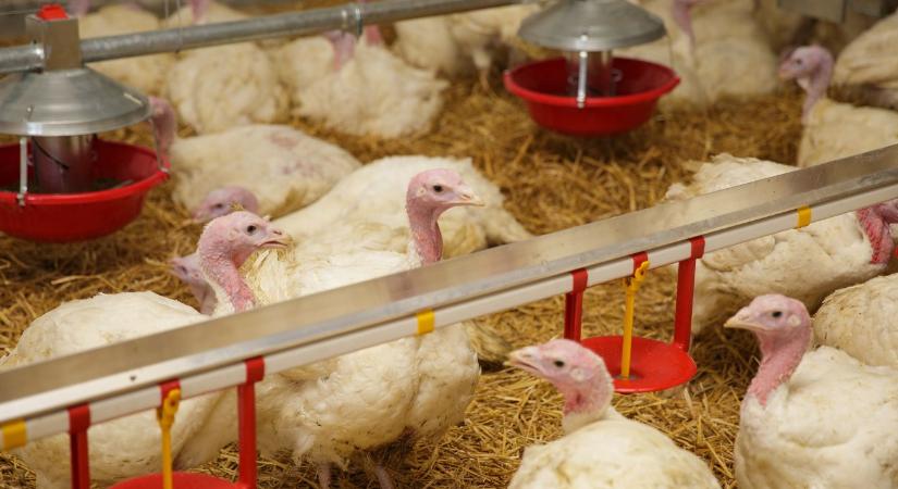 Vége a lejtmenetnek: kiderült, mi hozta el a fordulatot a pulykatartóknál