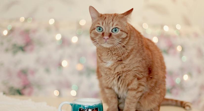 Ezért hajlamosak a macskák a veseelégtelenségre: így előzheted meg a bajt