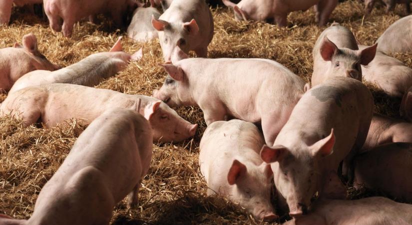 Látszik a térképen a betegség terjedése, figyelmeztetést kaptak a jászkunsági gazdák