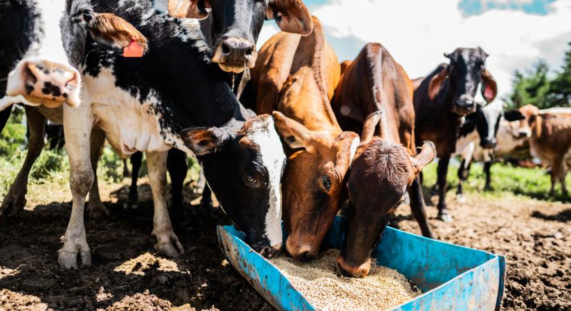 Olyan járvány terjed ebben a térségben, amilyen 30 éve volt utoljára