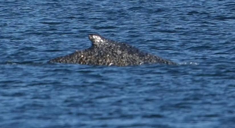 Hosszú küzdelem után kiszabadult a bálna, de még mindig nincs vége a drámának