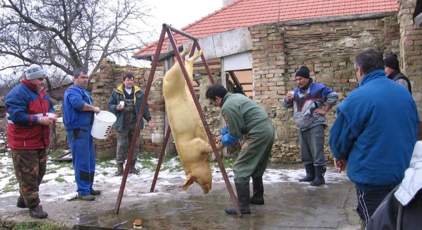 Barátságos disznósirató Úrhidán