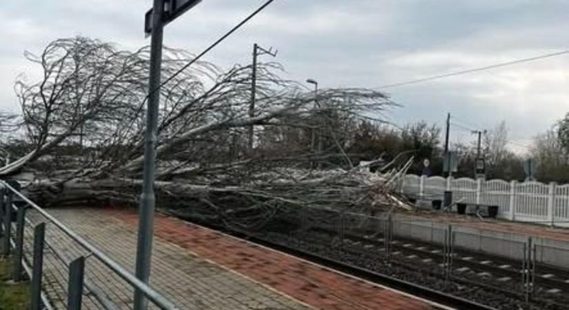 Megbénult a közlekedés a Balatonnál: hatalmas kidőlt fa zárja el a vasúti síneket - videó
