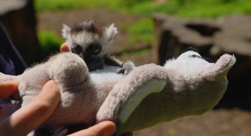 Íme Punch sorstársa – a magyar kismakinak szintén egy plüss a családja