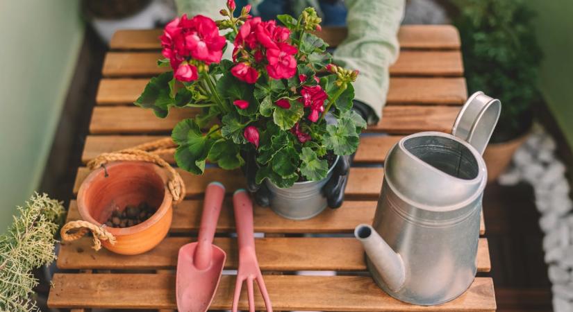 5 pompás növény, ami kis erkélyen is rendkívül látványos