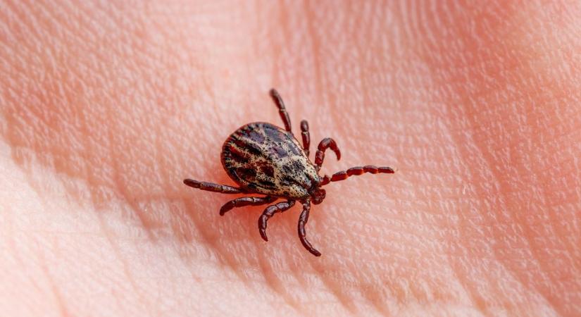 Nem csak tavasszal támadnak: ezért kell egész évben védekezni a kullancsok ellen