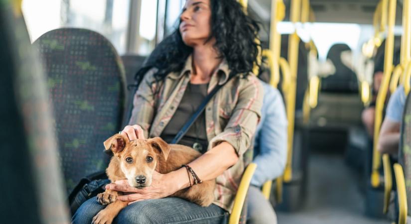 Azt hittem, soha többet nem tudok majd kutyás videókat nézni – nem így lett