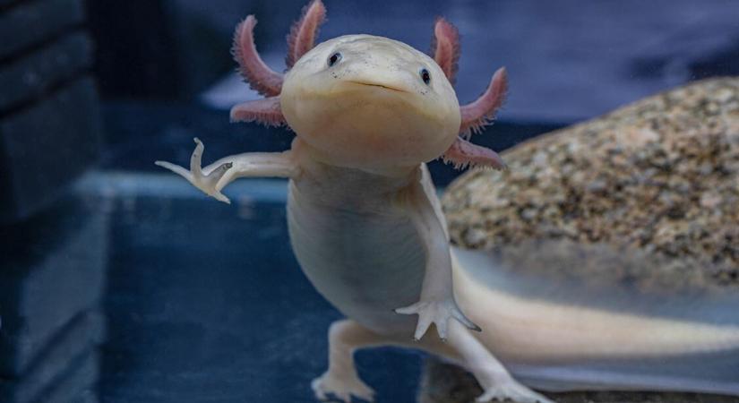 A 8 legfurcsább állati képesség: olyat tudnak, amit az ember is megirigyelhet