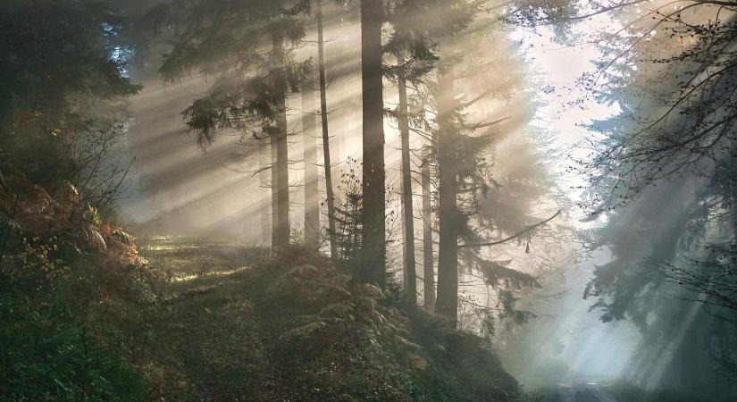 Képzés segíti az erdészeti támogatások ügyintézését