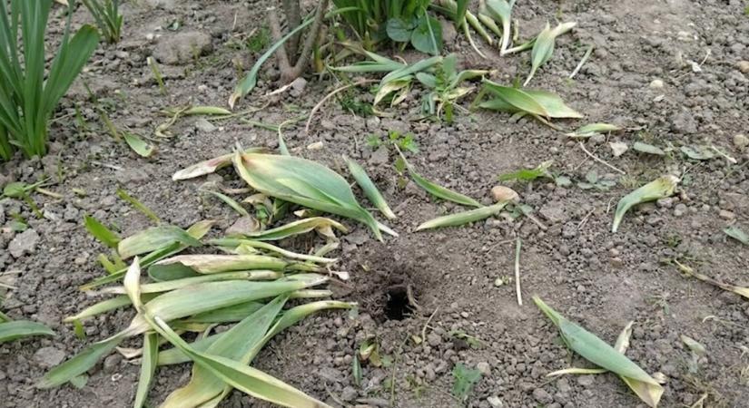 A tulipánod csak kijött a földből, aztán szó szerint kijött a földből? Itt a bűnös, aki a hagymákat ette meg