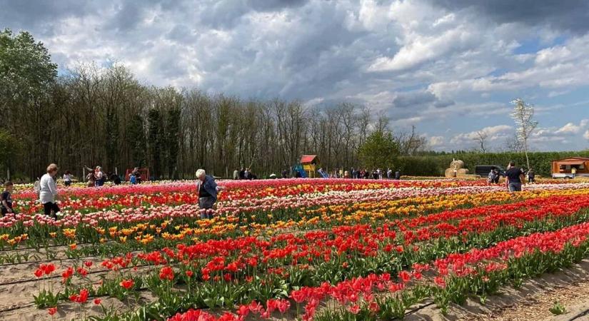 Tavaszi csoda Fejérben: szedd magad tulipánok várnak a mezőkön (videó)