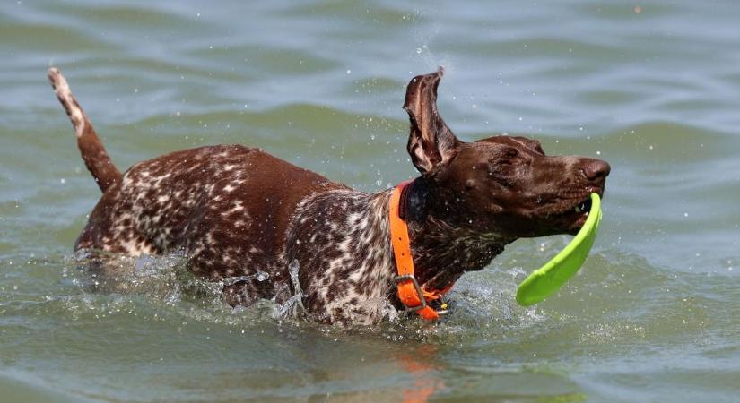 Több mint egy éve húzódik az ügy, most kiderült, mégsem lesz kutyás strand ezen a balatoni fürdőhelyen