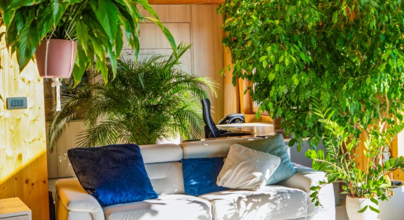 7 szerencsehozó növény, amely jó energiákkal tölti meg az otthonodat