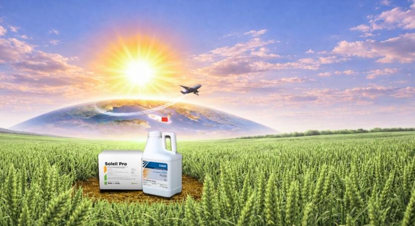 Gombabetegségek ellen időben – ez dönti el a búza értékét