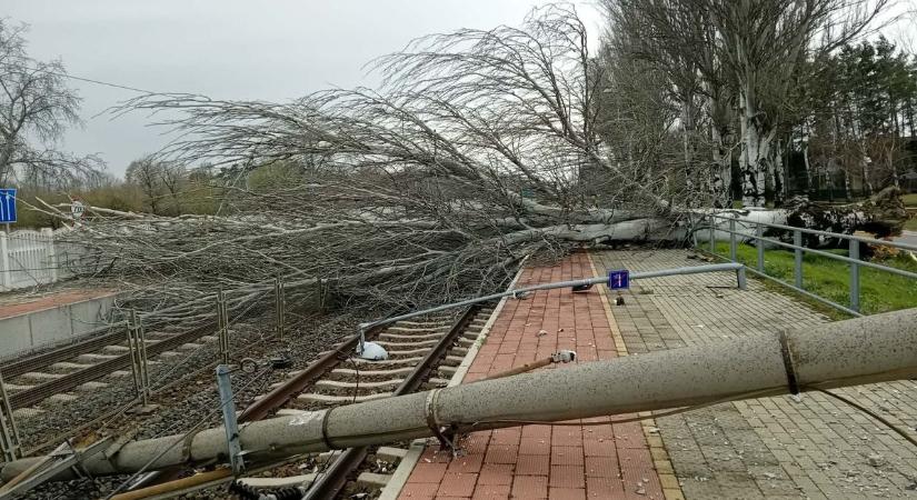 Fa dőlt a vezetékre, leállt a forgalom – komoly fennakadások Székesfehérvár környékén