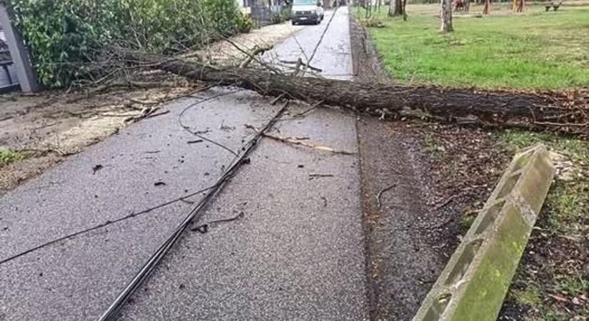 Kidőlt fa miatt nincs áram ezen a balatoni településen