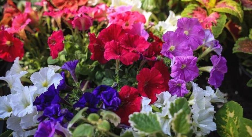 Most már Pécs is elbírna egy virágosítási versenyt