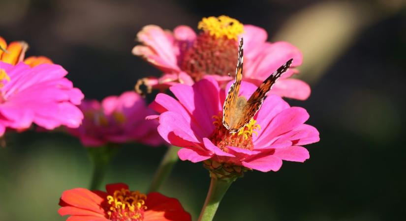 Rovarbarát kert: milyen növényeket érdemes ültetni?