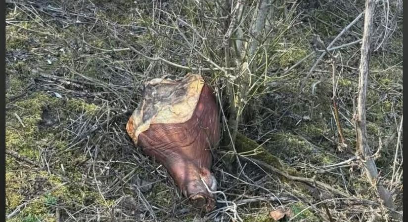 Rejtélyes sonkák bukkannak fel országszerte