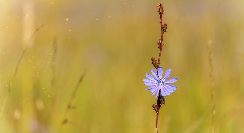 Fel kell-e áldozni a tejhozamot a környezetvédelmi előnyök oltárán?