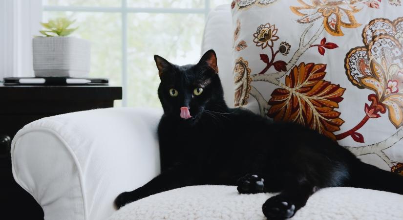 Miért van egyes macskák szeme felett egy kopasz foltocska?