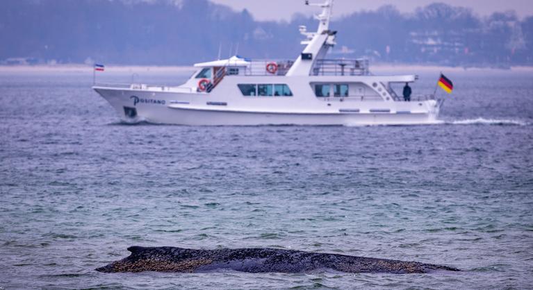 Drámai fordulat a bálnahorrorban: kiszabadult a megfeneklett cet, de ekkor jött a váratlan csavar