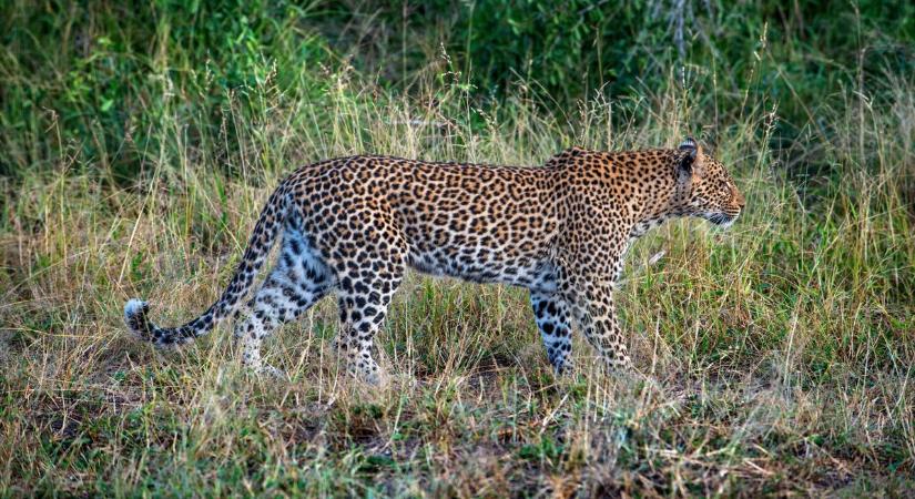 Leopárd végzett egy cseh szerzetessel