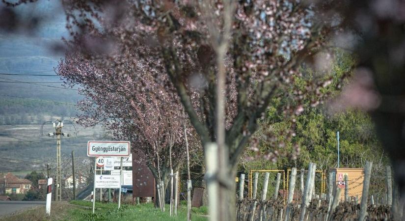 Szörnyű, mi történt a gyöngyösi vérszilvafasoron! Ráadásul pont a hétvégi virágzónap előtt – fotón a látvány