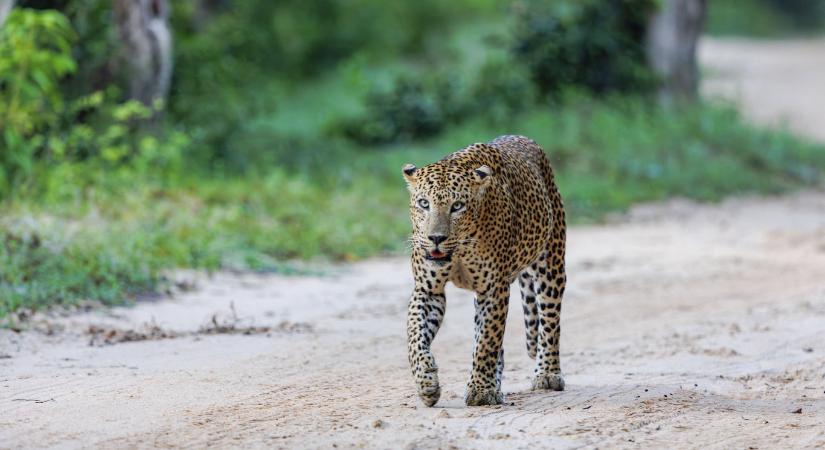 Barlangban meditált a cseh szerzetes, megölte egy leopárd