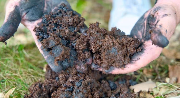 Bioszén: egyszerű talajjavítás, komoly eredmények