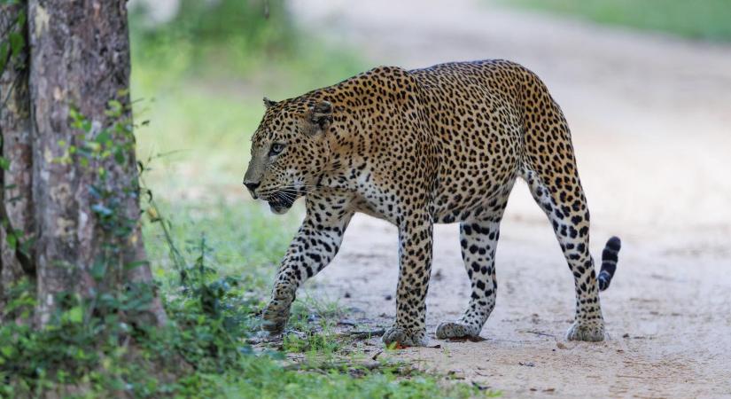 Leopárd végzett egy cseh szerzetessel Srí Lankán