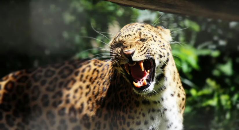 Meditálás közben csapott le a leopárd – esélye sem volt a szerzetesnek