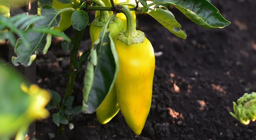 A talaj rejtett motorja: mi történik valójában a gyökérzónában a kezelés után?