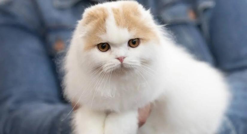 Így élhet tovább a macskád: a legegyszerűbb megoldás, amit sok gazdi mégsem tart be