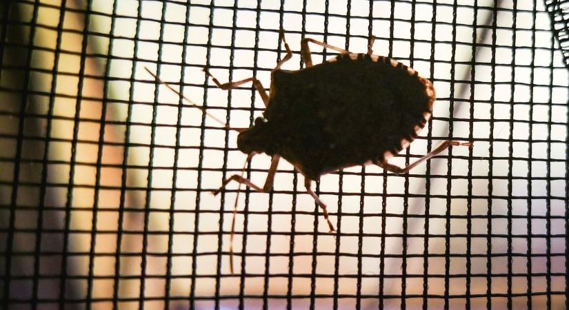 Menekülnek tőle a poloskák, ezt tedd a lakásba, ha nem akarsz több vadászatot és zsebkendős lenyomást