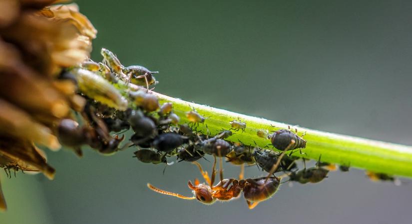 Ezért jelennek meg a hangyák a kertben